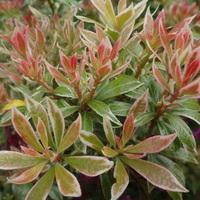 Pieris japonica 'Little Heath'